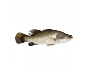 Barramundi Giant Sea Perch 1000-1200g